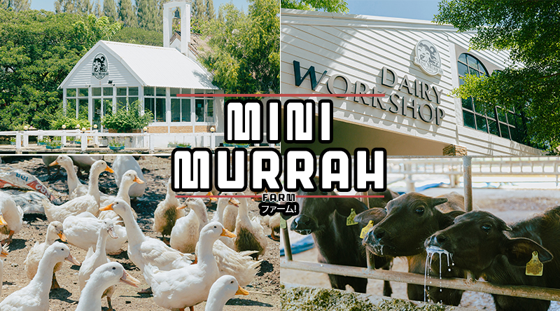 สัมผัสบรรยากาศญี่ปุ่น ให้นมมูร่าห์ ทำพิซซ่าโฮมเมดจากชีสนมควายที่ Mini Murrah Farm!